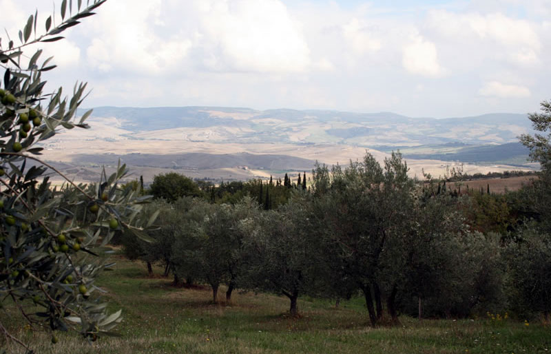 De olijfboomgaard van Le Rogheta