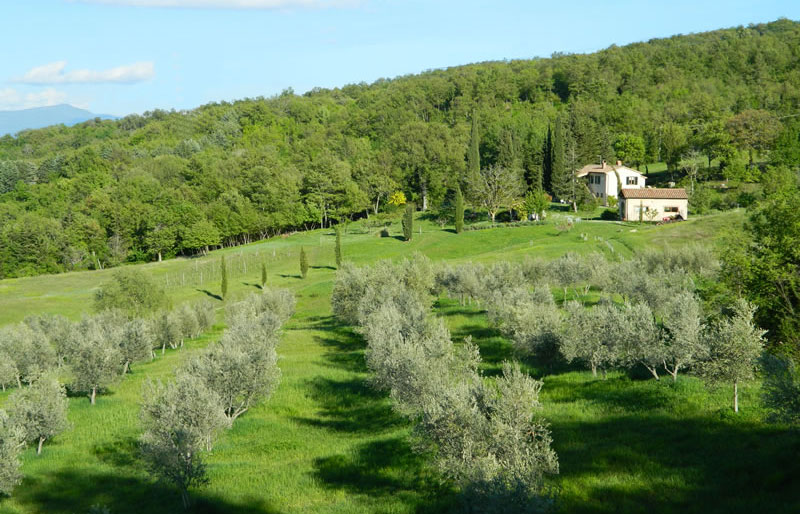 View at the podere from the olive grove